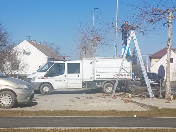 Održavanje drvoreda